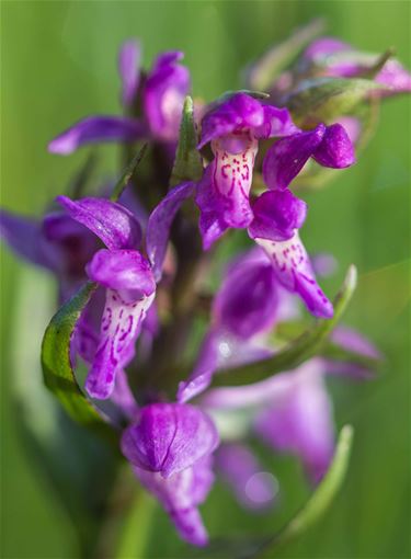 Brede orchis - Beringen