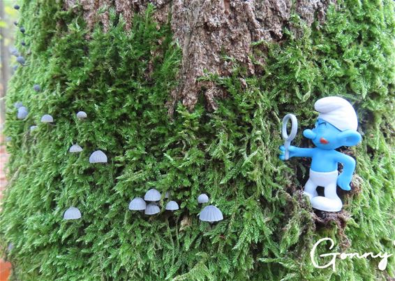 Brilsmurf spot paddenstoelen in De Bever - Hamont-Achel