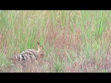 Broedende hop ontdekt in het Hageven - Pelt