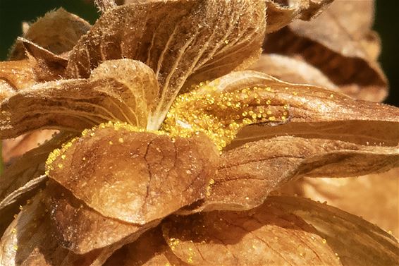 Pelt - Brouwersgoud uit eigen Peltse tuin