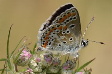 Bruin blauwtje in de tuin - Overpelt