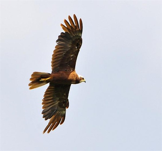 Bruin en gek op gevogelte - Neerpelt