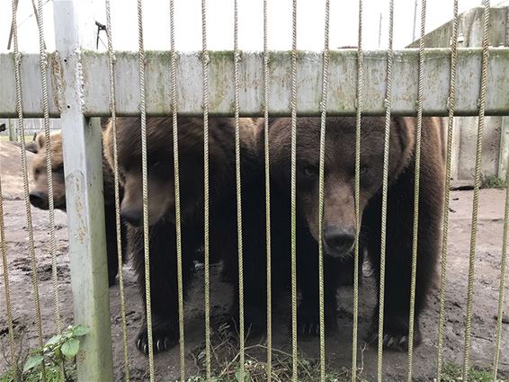 Bruine beren naar het Natuurhulpcentrum - Opglabbeek