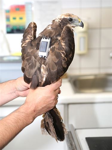 Bruine kiekendief vrij met zender - Opglabbeek