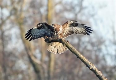 Buizerd in volle glorie - Beringen