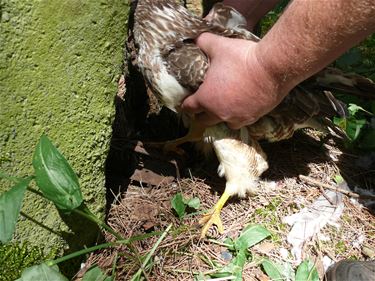 Buizerd in klem - Beringen