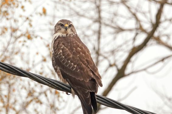 Buizerd toont zich eindelijk van dichtbij - Pelt