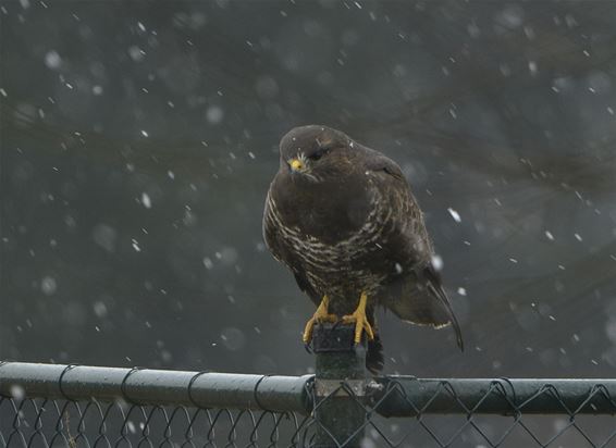 Buizerd trotseert sneeuwbui - Overpelt