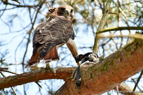 Buizerd uit boom bevrijd - Pelt