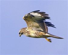 Buizerd valt vrouw aan - Beringen