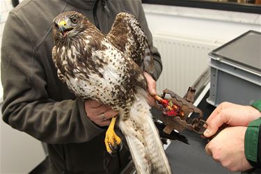 Buizerd vast in klem - Lommel