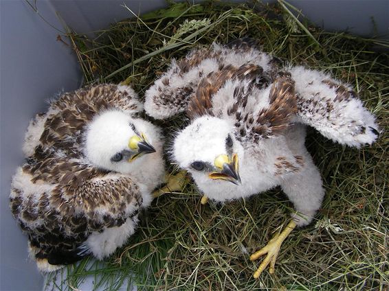 Buizerds weggehaald uit nesten op vliegbasis - Peer