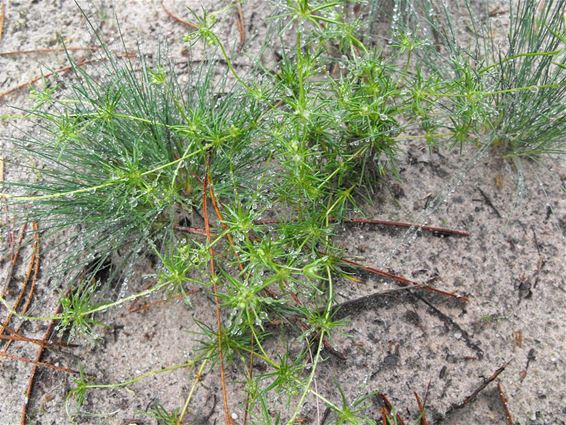 Buntgras met heidespurrie in Bosland - Hechtel-Eksel