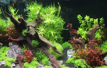 Camerafisching bij De Zilverhaai - Beringen