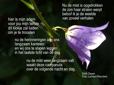 Campanula in het licht - Beringen