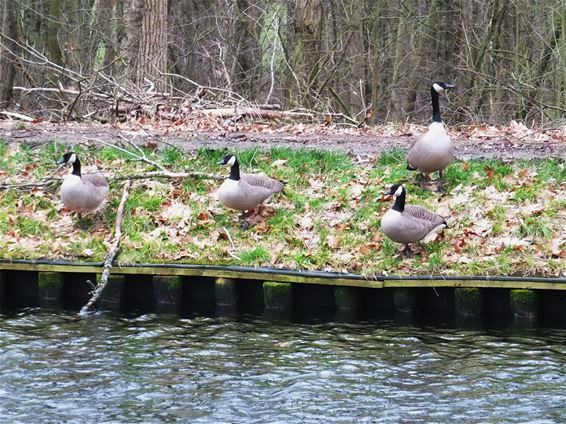 Canadese ganzen in kanaal van Beverlo - Lommel