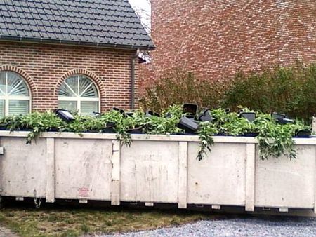 Cannabisplantage in Lutlommel - Lommel