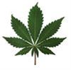 Cannabisplantage ontdekt in Heppen - Beringen & Leopoldsburg