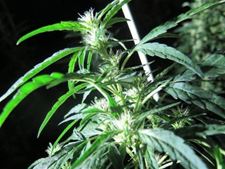 Cannabisplantage opgedoekt in Kattenbos - Lommel