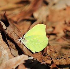 Center Parcs De Vossemeren opent vlinderbos - Lommel