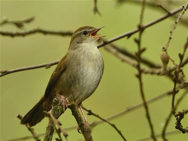 Cetti's zanger in het Hageven - Pelt