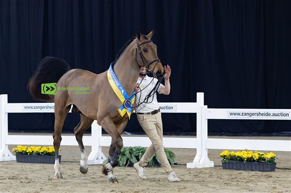 Champion Z wisselt voor 165.000 euro van eigenaar - Oudsbergen