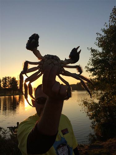 Chinese wolhandkrabben in de Paalse Plas - Beringen