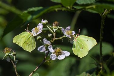 Citroenvlinder (Gonepteryx Rhamni) - Beringen