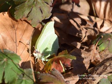 Leopoldsburg - Citroenvlinder