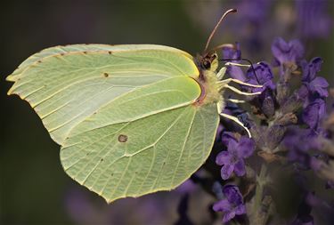 Citroenvlinders houden van lavendel - Lommel