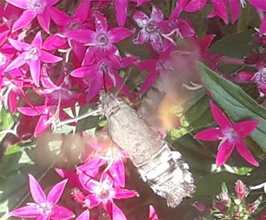 Colibrivlinder in de Heesakkerstraat - Overpelt