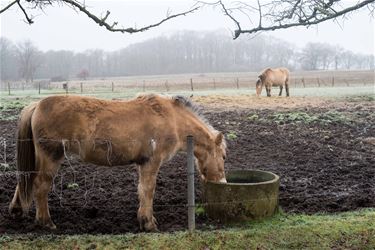 Composteren van paardenmest