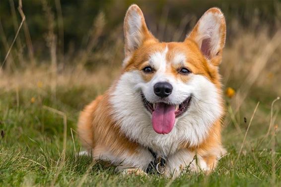 Corgi-wandeling als eerbetoon aan Queen Elizabeth - Beringen