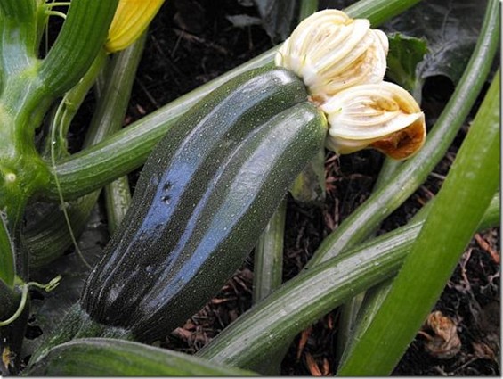 Courgettes in komkommertijd - Hechtel-Eksel