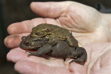 Cursus amfibieën en reptielen - Beringen