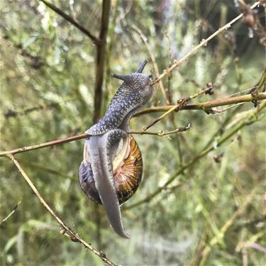 Cursus natuurfotografie Vallei van de Zwarte Beek - Beringen