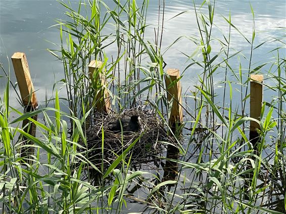 Daar broedt de meerkoet - Beringen