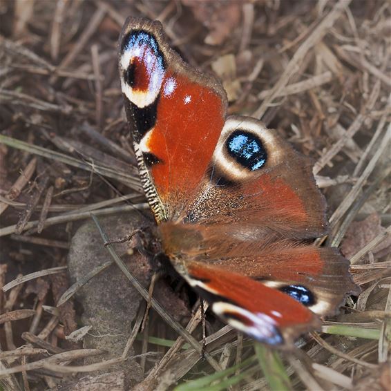 Daar is de eerste vlinder - Hamont-Achel