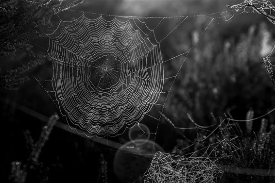 Daar is de herfst, daar zijn de spinnen - Lommel