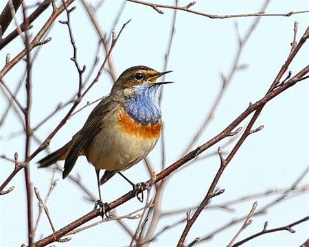 Daar is de lente! - Neerpelt