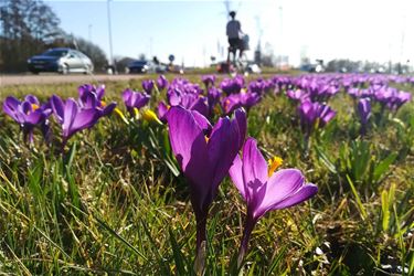 Daar is de lente! - Beringen