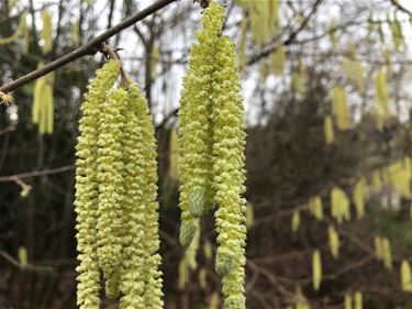 Daar is de lente - Beringen