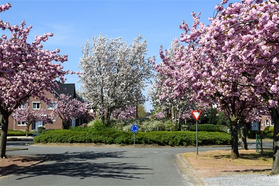 Daar is de lente! - Beringen