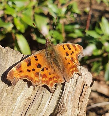 Daar is de lente! - Beringen & Leopoldsburg