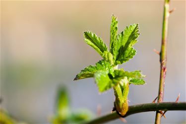 Daar is de lente - Beringen