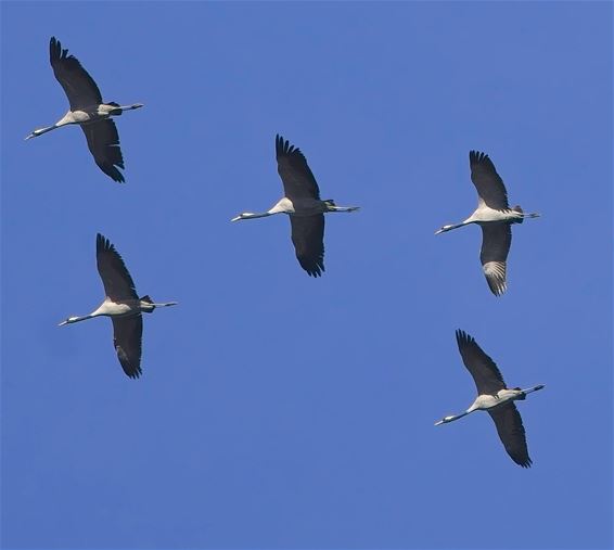 Daar is de lente - Beringen & Leopoldsburg