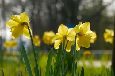 Leopoldsburg - Daar is de lente
