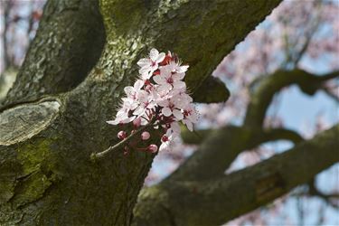 Daar is de lente - Beringen