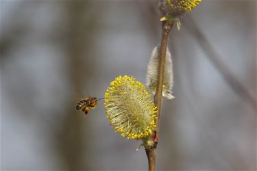 Daar is de lente! - Beringen