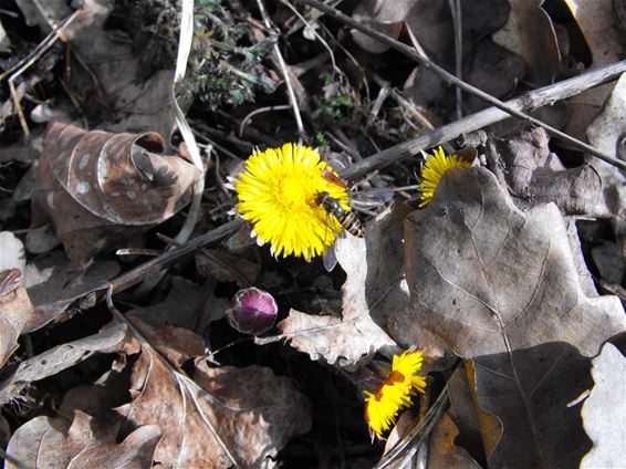 Daar is de lente - Hechtel-Eksel